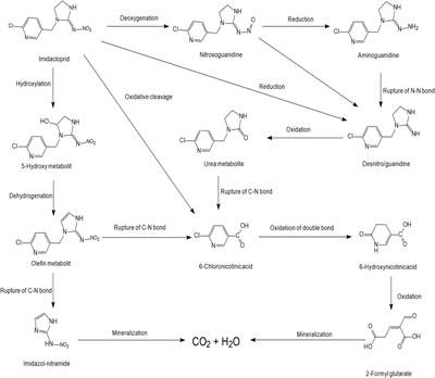 Insights Into the Microbial Degradation and Biochemical Mechanisms of Neonicotinoids